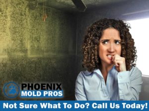 Phoenix Mold in Home, Mold removal for a Phoenix, AZ Home