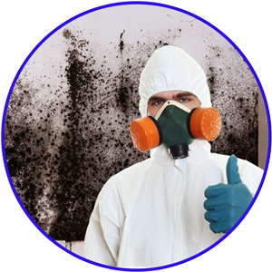 Phoenix Mold Removal